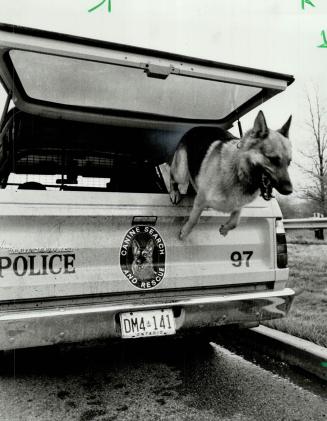 Overworked: Police dog Max is always ready to spring into action, but Peel Regional Police have decided he and teammate Thor need some help and have set out to find two more canine helpers