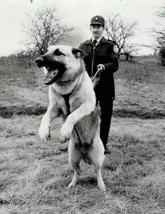 Don't move: German shepherd Thor commands respect when he and handler Constable Stuart Malcolm are on job