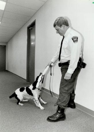 Law gets new Teeth: Buddy applies his 14 kilograms of Purina-powered raw energy to wrestling a towel from his master, Constable Mike Bowman