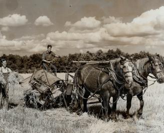 Three brothers who fought in the services during the war are making a success of running a 100-acre farm near Milton