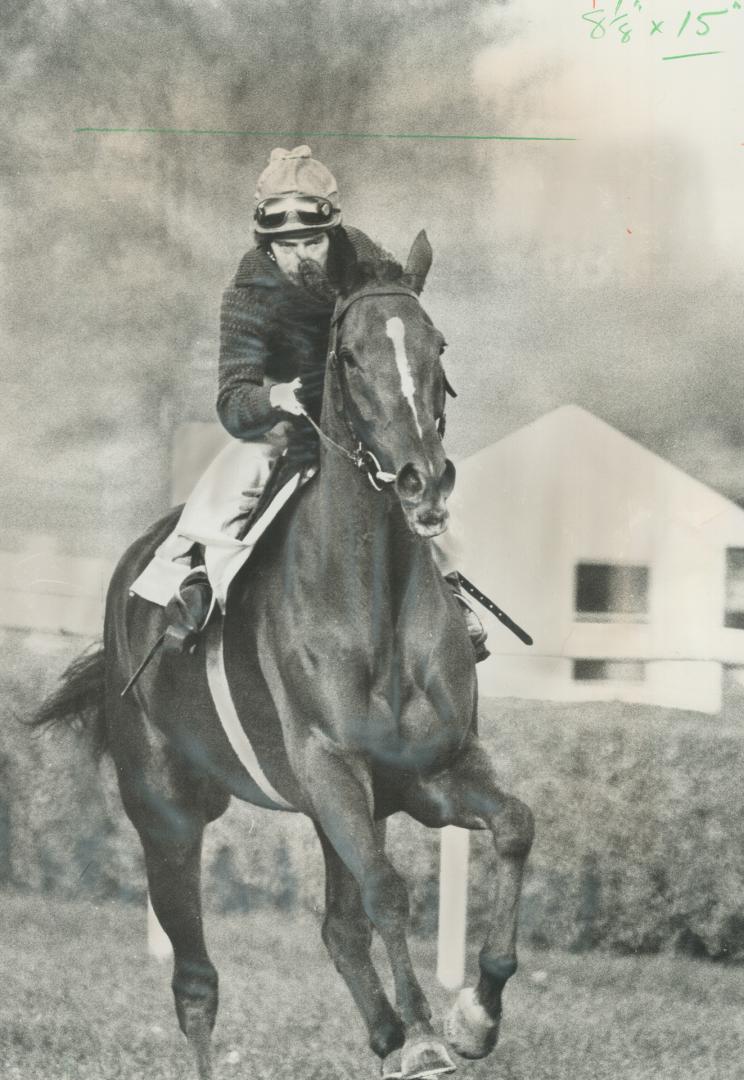 Dahlia, Canadian International Championship thoroughbred race at Woodbine: Sandy Hawley will ride Nelson Bunker Hunt's mare