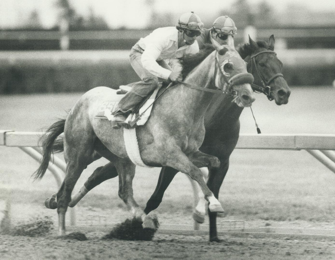 Rain stay away: Grey Classic, which worked out on the Woodbine training track earlier this week, likely will be scratched tomorrow should the track come up sloppy or muddy