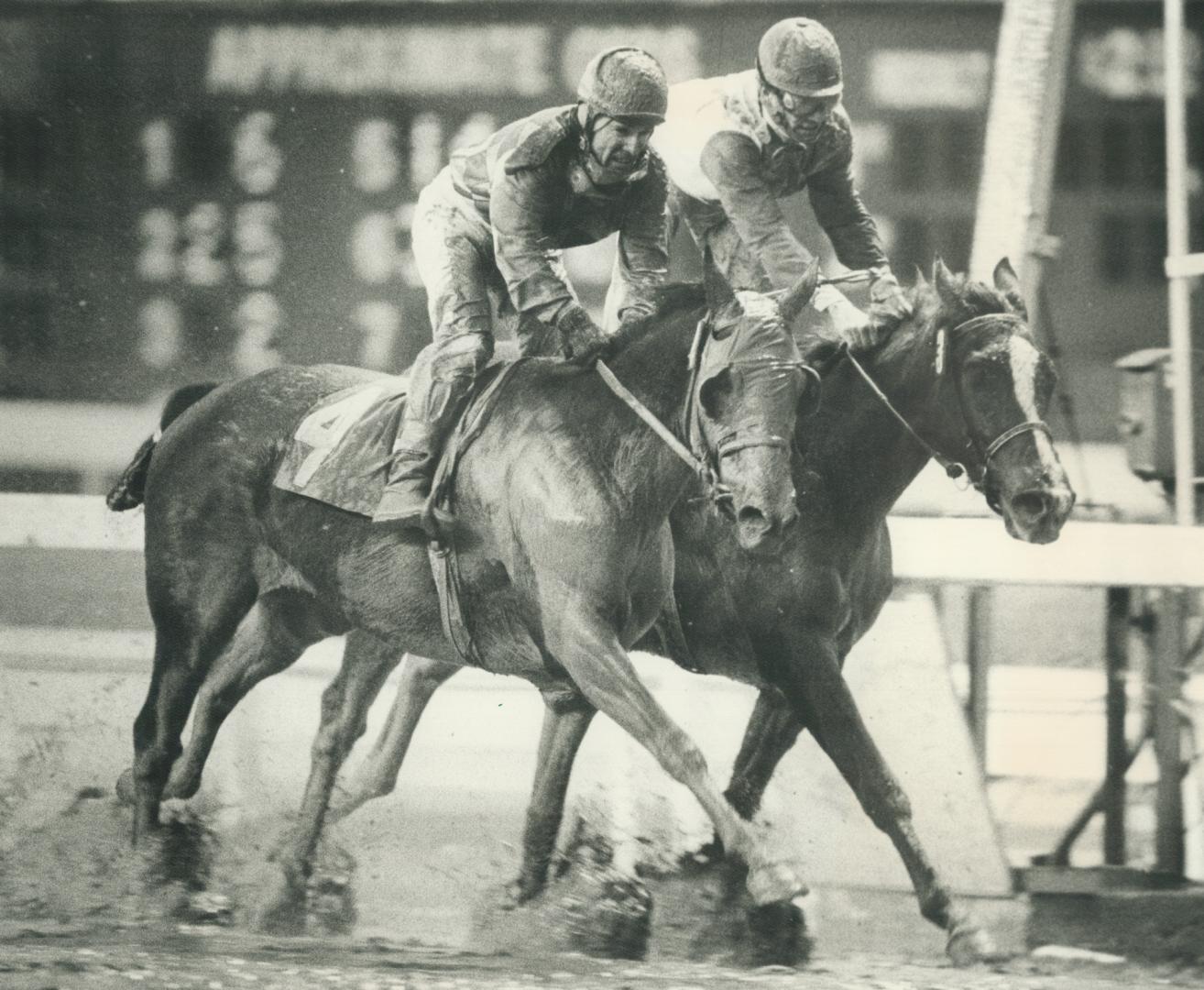 It was a muddy afternoon for jockey Paul Souter, finishing second on Landscape Jeannie (4) in the second race yesterday at Greenwood. It was also a short workday. The rest of the card was cancelled