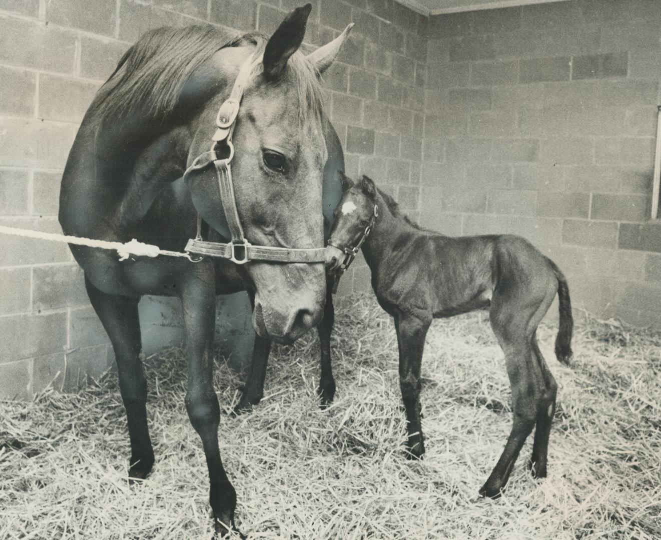 Kennedy road is a proud popoa. Carrying credentials of winner is foal which arrived Friday morning at Angus Glen Farm of Art Stollery. Colt, with his (...)