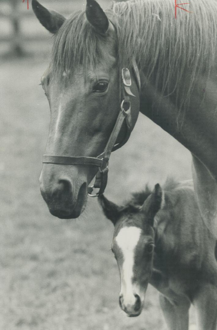 White Blaze is common among dancer's foals