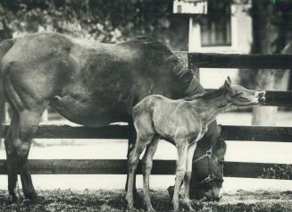 Coltat E. P. Taylor's Windfields Farm in Oshawa, the issue of Ballade and the great Northern Dancer