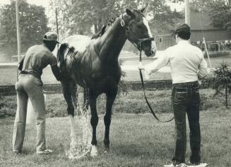 Sports - Horses - Race - Named - Sunnys Halo