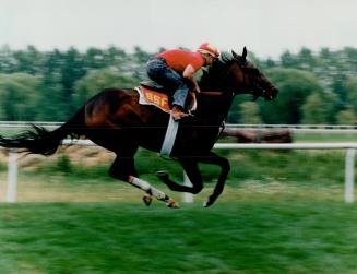 Hugh Chatman puts Dance Smartly through her paces yesterday at Woodbine in preparation for Sunday's Breeders Stakes