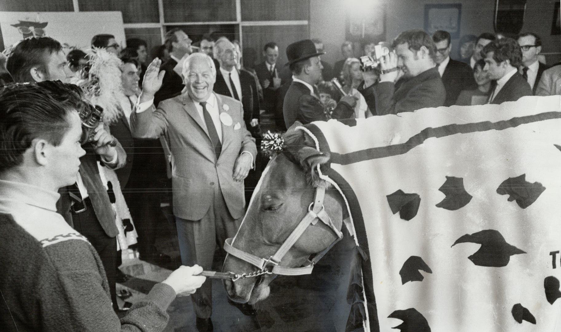 Annabelle, the wonder horse owned by newsmen Paul Rimstead and Fred Ross, was guest of honor at a press reception at Royal York Hotel last night. Amon(...)