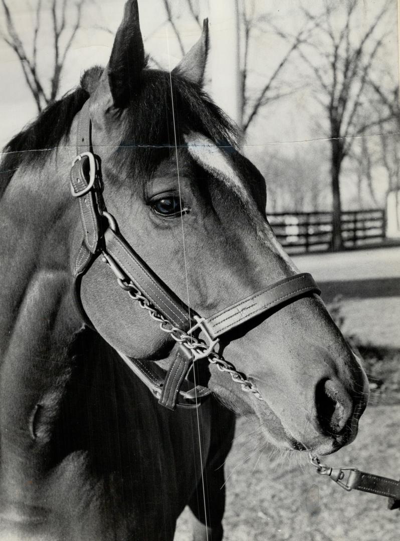 Kentucky Derby winner northern dancer