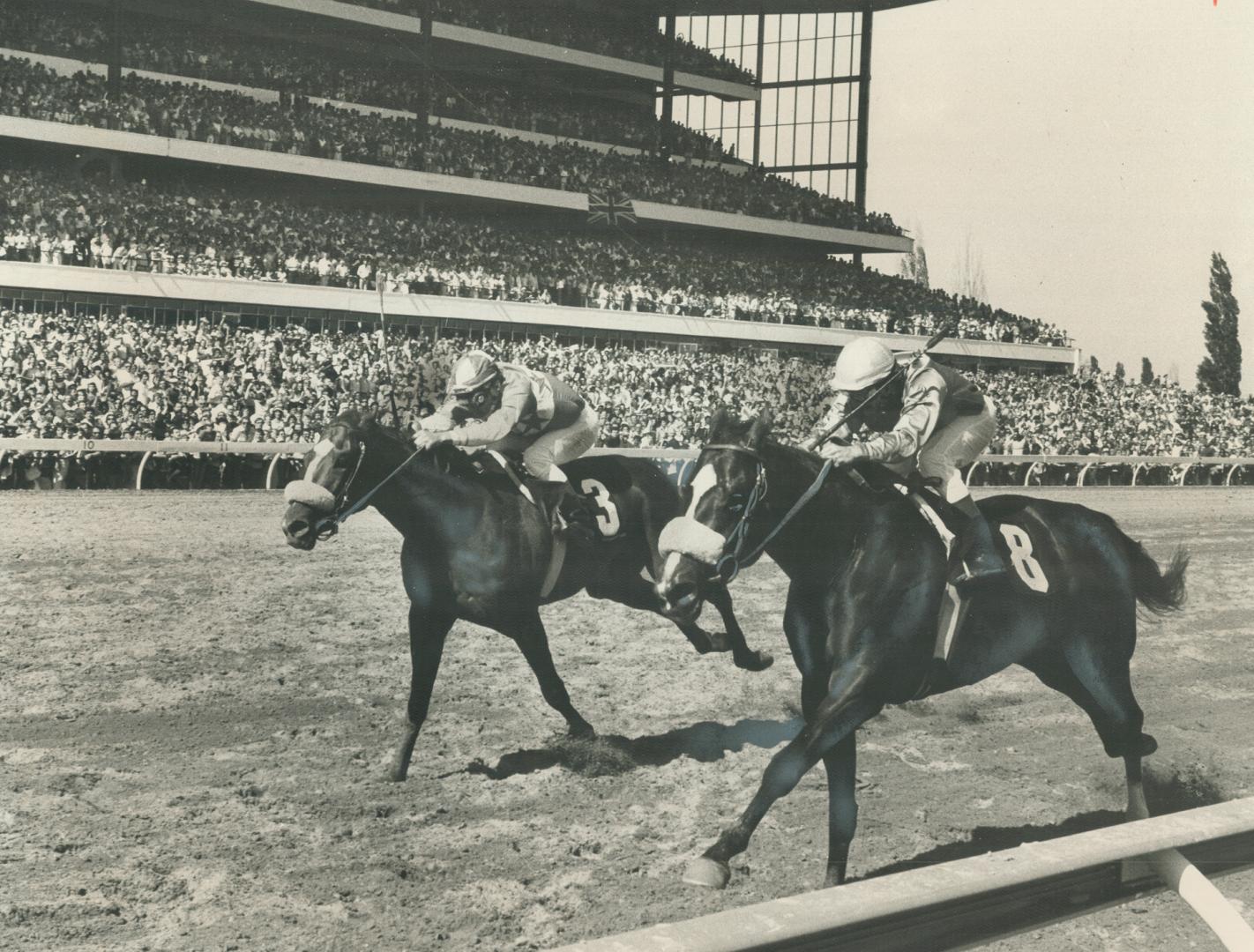 Regal Embrace (8), ridden by Sandy Hawley, holds off fast-closing Overskate for neck victory in Queen's Plate