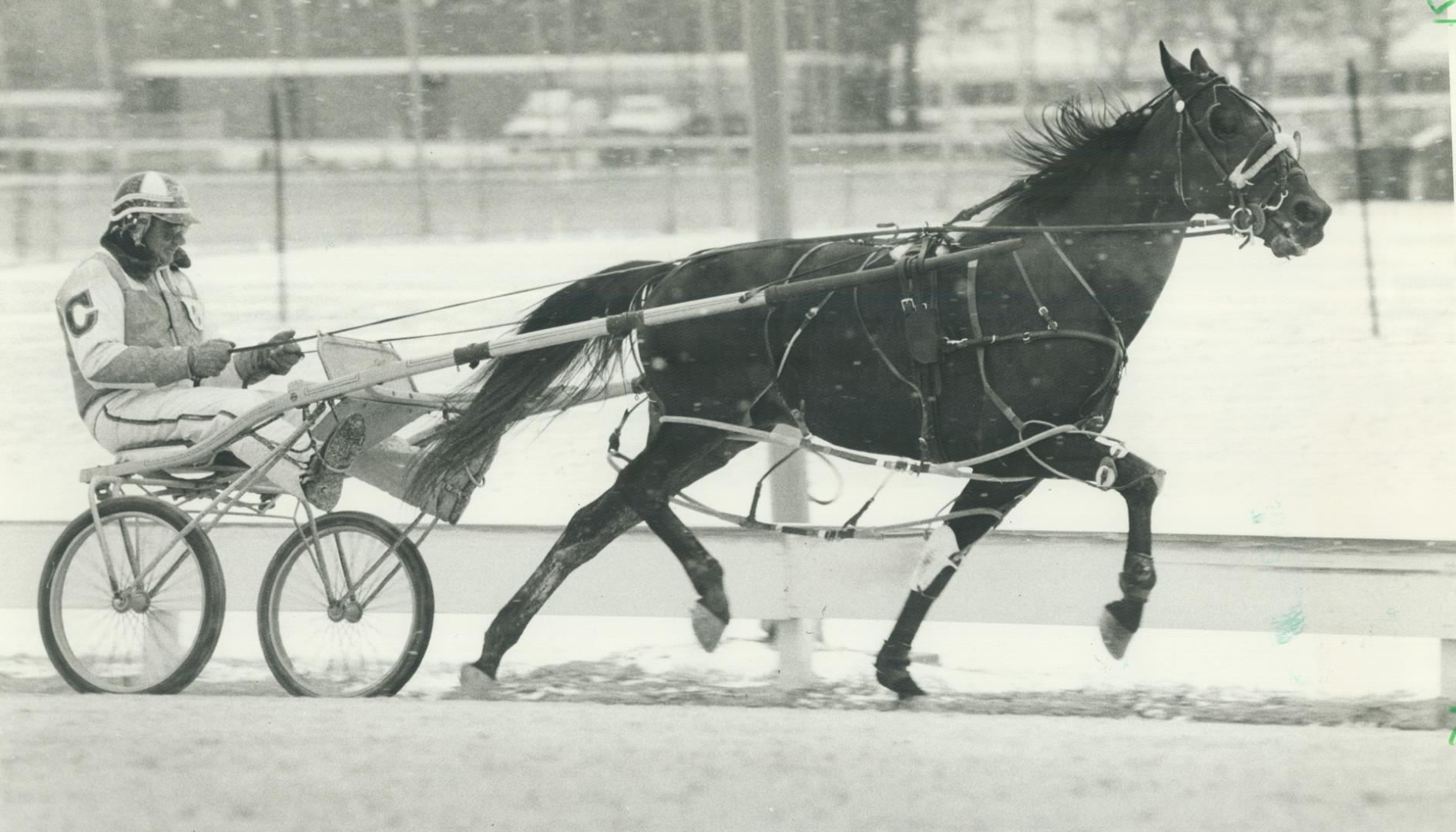 He's the Money Machine. Cam Fella worked out leisurely at Greenwood yesterday morning for regular driver Pat Crowe in preparation for his farewell app(...)