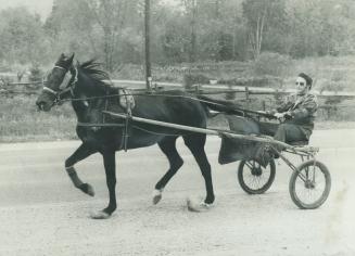 Horsing around on the highway. Many a traffic-stalled motorist or leisurely driver on Highway 10 took a double-take on the weekend as Barry Wood of Ca(...)