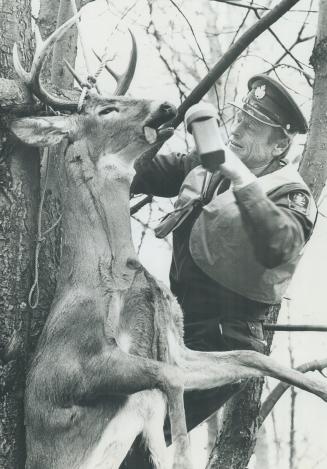 John Macfie, Conservation Office