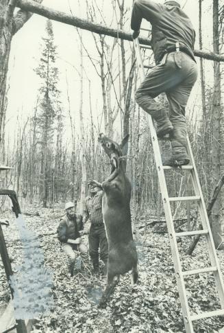 Stringing up a Deer