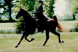 Margaret Biggs, 14, shows off her prized chestnut mare Working Girl, bought in Kentucky in April