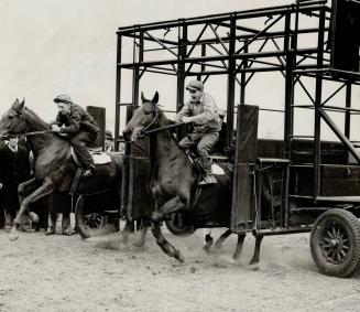 (Centre) Parma Violet, Bunty Lawless and ricky's Son breaking from the gate