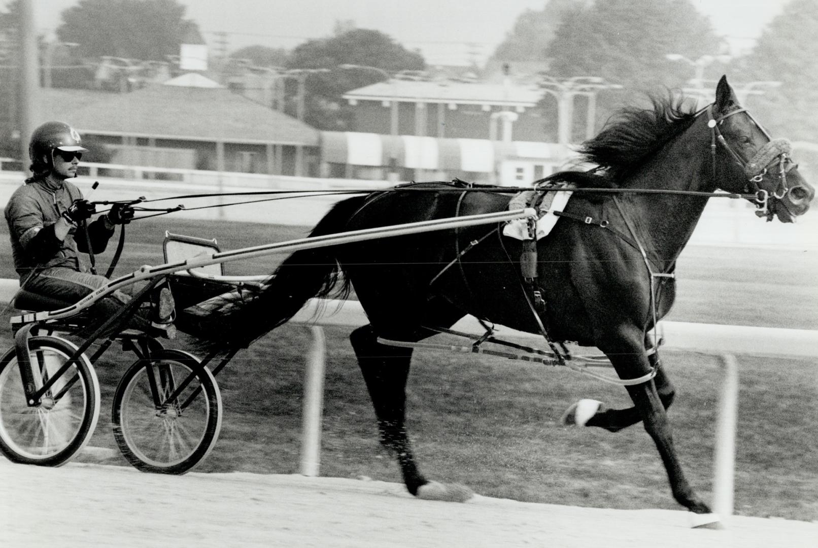 Driving force: Confident driver Richie Silverman says Die Laughing is as ready as he'll ever be for Saturday's $1 million romp at Greenwood, the final of the North America Cup pacing classic