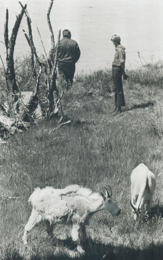 From your train window you may spot mountain goats feeding by the side of the track