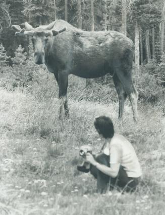 Chancy Close-Up. A Jasper visitor ignores the fact that a moose can and sometimes does charge with immense speed and ferocity as he kneels to get a close-up. It can be a dangerous mistake