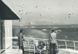 Riding the ferries off our west coast gives you some of the greatest scenery anywhere and often a bonus of birdlife