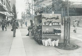 Flowers are Blooming both in the tidy gardens of Vancouver and in downtown street stalls