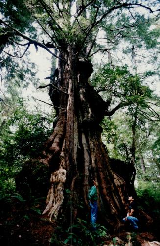 Tla-o-qui-aht Chief Francis Frank (standing) and Moses Martin at base of the Hanging Garden Tree, a 1,500 - year-old red cedar (oldest in Canada)