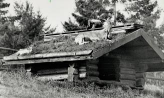 Trim on top: Goats graze on roof of log cabin at Coombs on the way to Long Beach