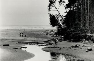 Tidal pools are home to starfish and barnacles, crabs and clams