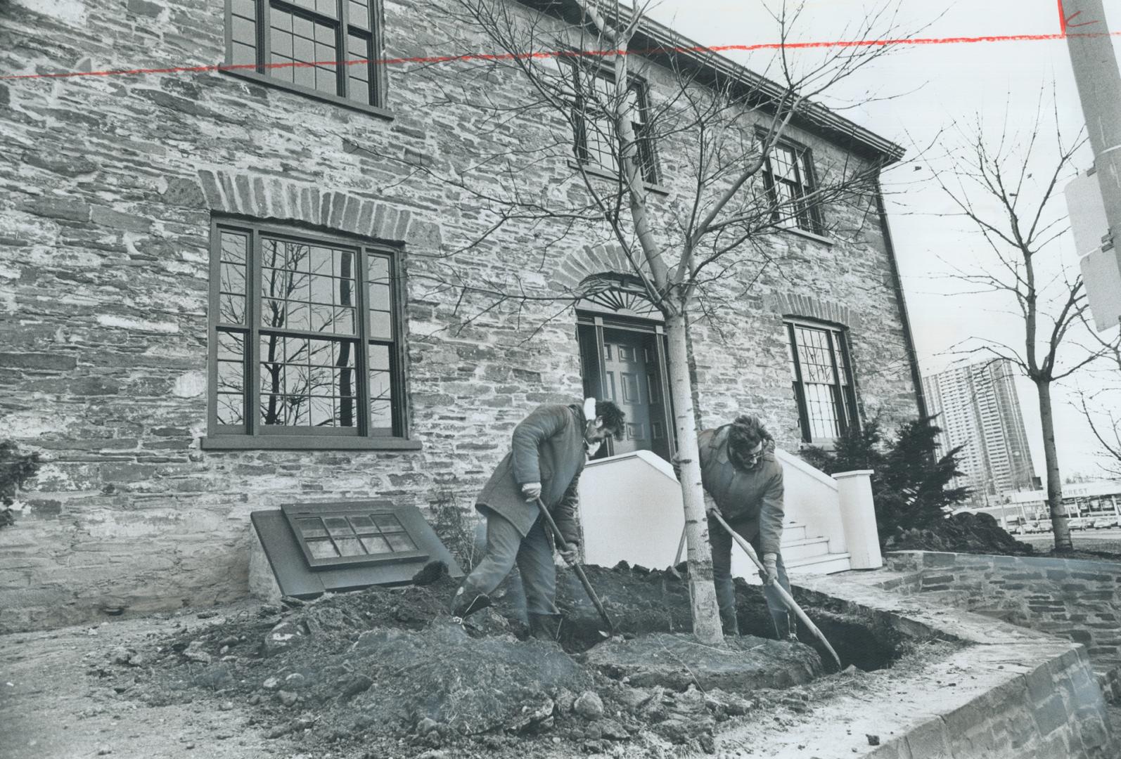  Two men in jackets dig with shovels around the base of a tree in front of a two-storey stone b…