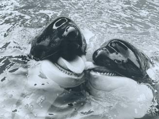 Getting close: These whales at Marineland look as friendly as a pair of puppies