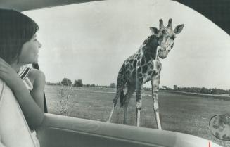 Hello down there! The giraffe seems to be taking as much interest in Adrienne Serrao as 8-year-old visitor is in tallest animal at African Lion Safari(...)