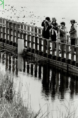 Birders gather on the boardwalk with their field glasses