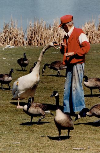 Visitor learns not to tangle with swan