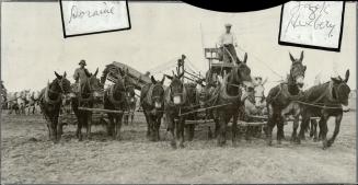 Ten mules pull four nules push this giant plow at work on the new gate yard at No