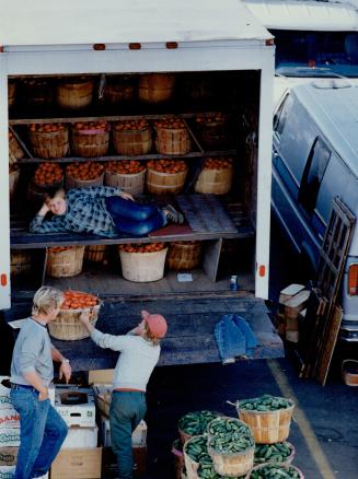 Mark Tylak has found himself a perch amidst row upon row of bushel baskets of fresh, ripe, red field tomatoes