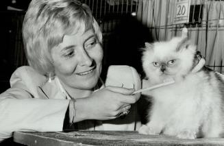 That's showbiz, Nicole Menweg takes a tooth brush to Charming, a Himalayan blue point at the CNE cat show on the weekend