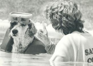 Dog Paddie More than 100 pooches will be in the swim Sunday at the CNE canine aquatic races