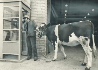 Tied up on the phone, After five days and five nights on a train from Vancouver with his 14 Holsteins, Andy Ness telephones his safe arrival at the Royal Winter Fair, which opens Friday