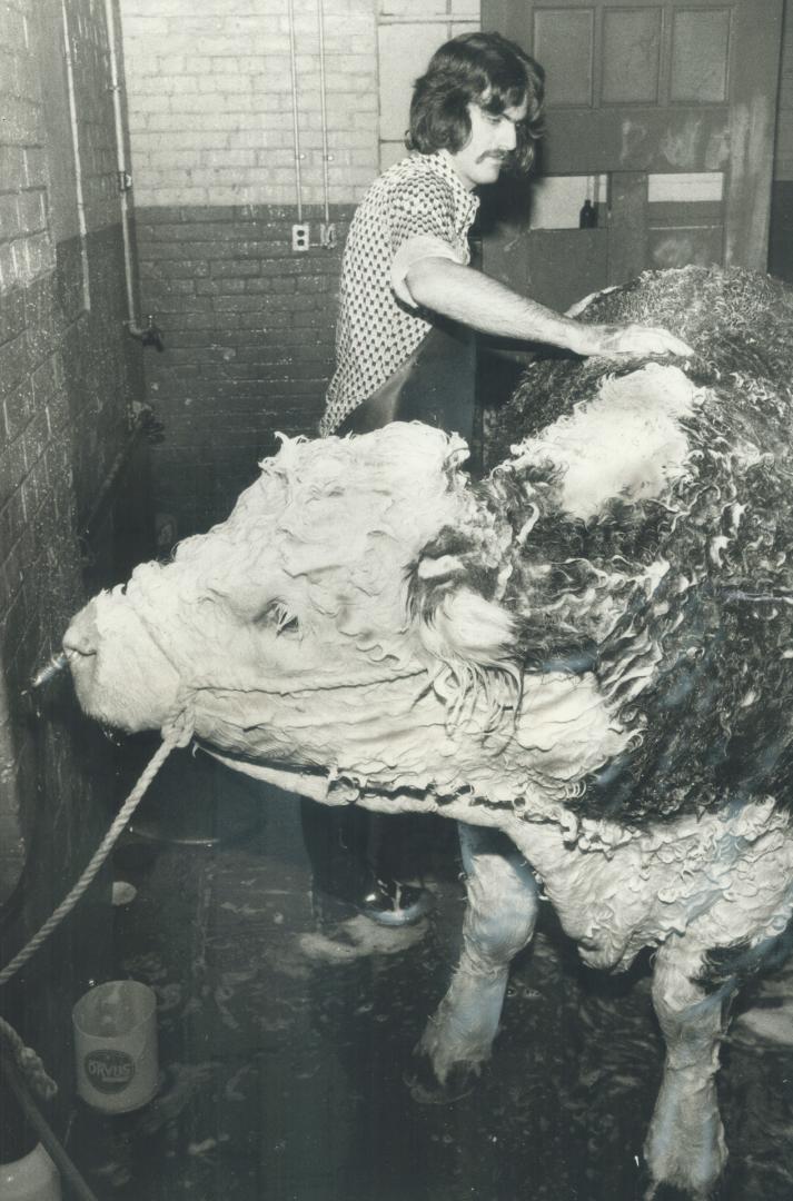 It takes a lot of Lather, Getting a Polled Hereford bull ready for judging at the Royal Agricultural Winter Fair, computer consultant Ron Thompson scrubs it down