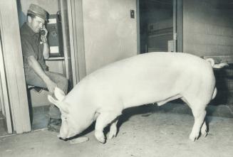 'Hello, Honey -- I'm still at the office', Getting all ready for the Royal Winter Fair, which will open tomorrow, John Gallaugher of Alliston was taki(...)