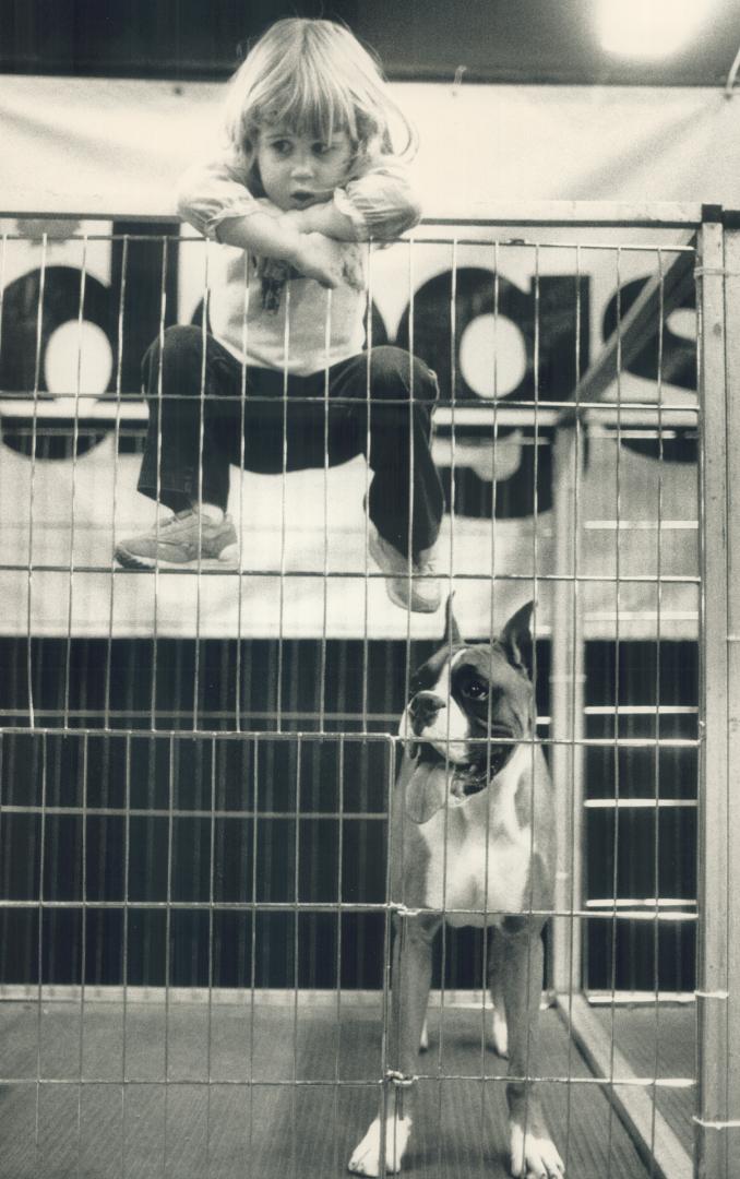 Top dog's eye view of the fair, Three-year-old Shannon Rollason is on the inside looking out at the Royal Winter Fair's dog show yesterday