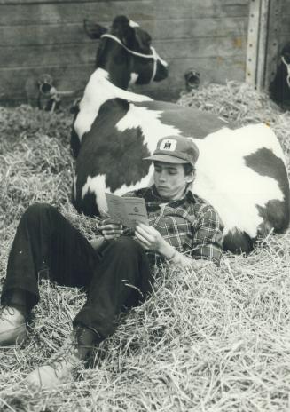 Royal rest: Kevin O'Kane of Howick, Quebec, shares space with his steer, appropriately named Soft Kushon, during a break yesterday at the Royal Agricultural Winter Fair