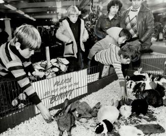 They're not allowed to pick up the bunnies, but these kids sure can touch them in the Royal's petting zoo