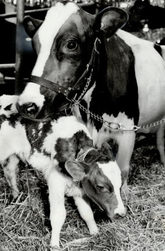 Newcomer: This newborn calf was just three hours old when she was photographed with her Ayrshire mother at the fair