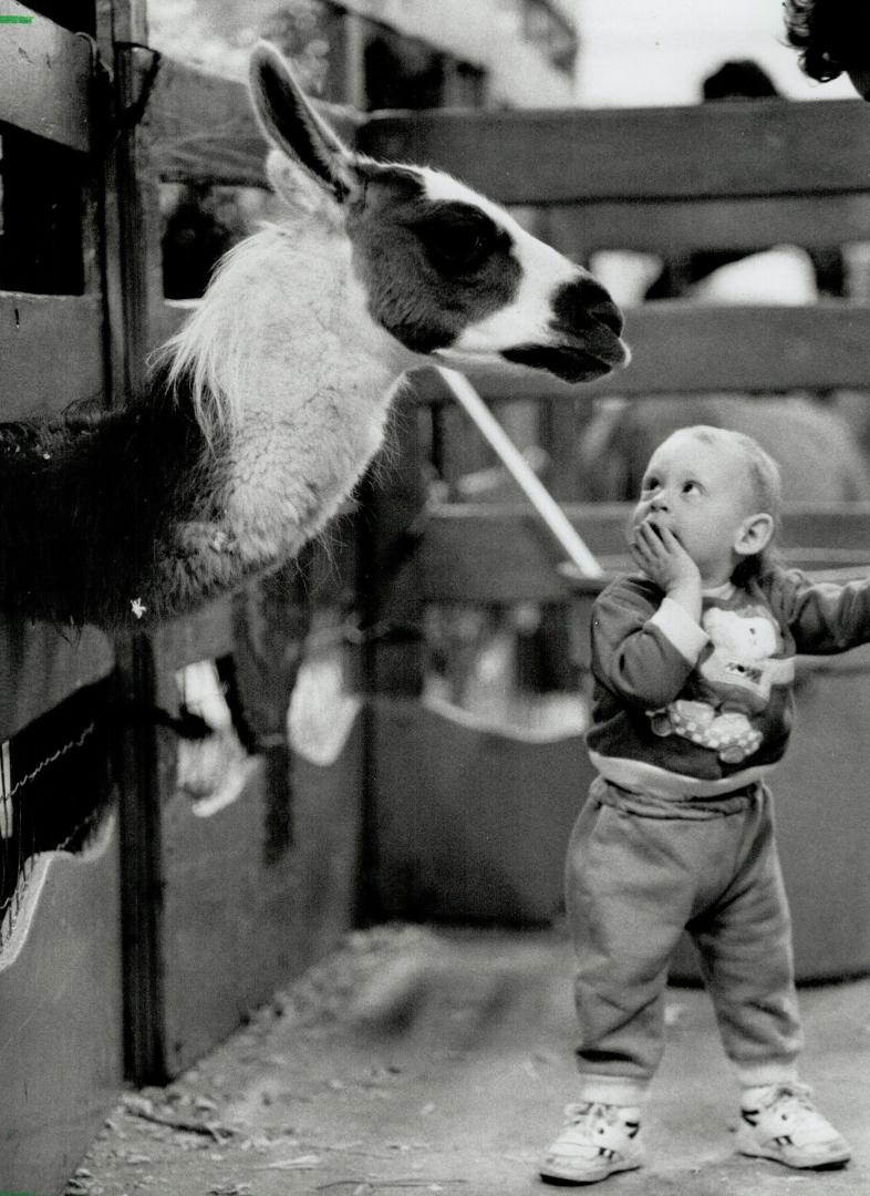 Childish wonder: Aaron Precious, 16 months, doesn't know quite what to make of the llama he met yesterday at the Royal fair's Knob Hill petting zoo