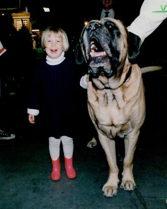 Tasia Reim, 3, shows no fear of 230-pound Sir Arthur, an 8-year-old English mastiff and former champion, who was popular with children at the 64th Royal Agricultural Winter Fair yesterday