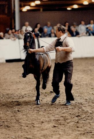 Stepping out: A handler shows off this hackney pony's high-stepping gait for the judges at the Royal Horse Show in the Coliseum at Exhibition Place