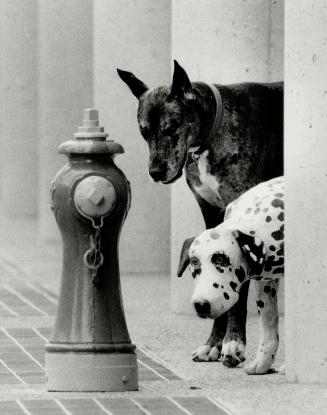 Can you spot the real dog?, Palo the great Dane, an habitue of Queen's Quay for the past six years, is surprised to find a Dalmatian inspecting one of his favorite spots yesterday