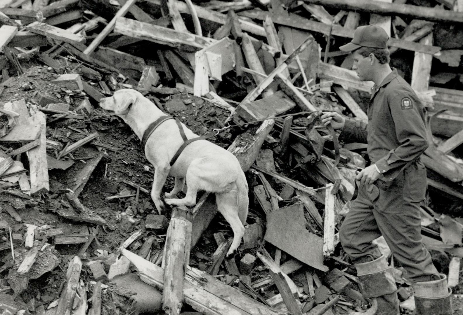 Dog at work: Sasha, a 4-year-old yellow Labrador retriever, and owner lan Wade search in vain for bodies yesterday at site of June fire near Bloor and Dufferin Sts